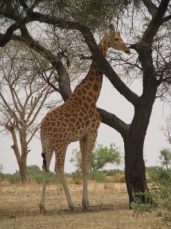 06 Girafe Jouant A Cache Cache